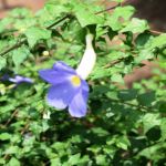 রাজস খান