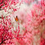 সেলিনা ইসলাম