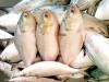 ইলিশ মাছ