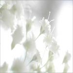 সৌরভ সাখাওয়াত