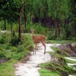হাবিবুর রহমান তারেক