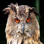 উদুম্ভূত