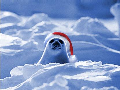 À la rencontre des Québécois avec Montreal Accueil