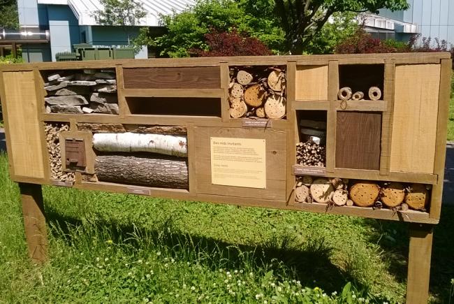 Des insectes à l'hotel