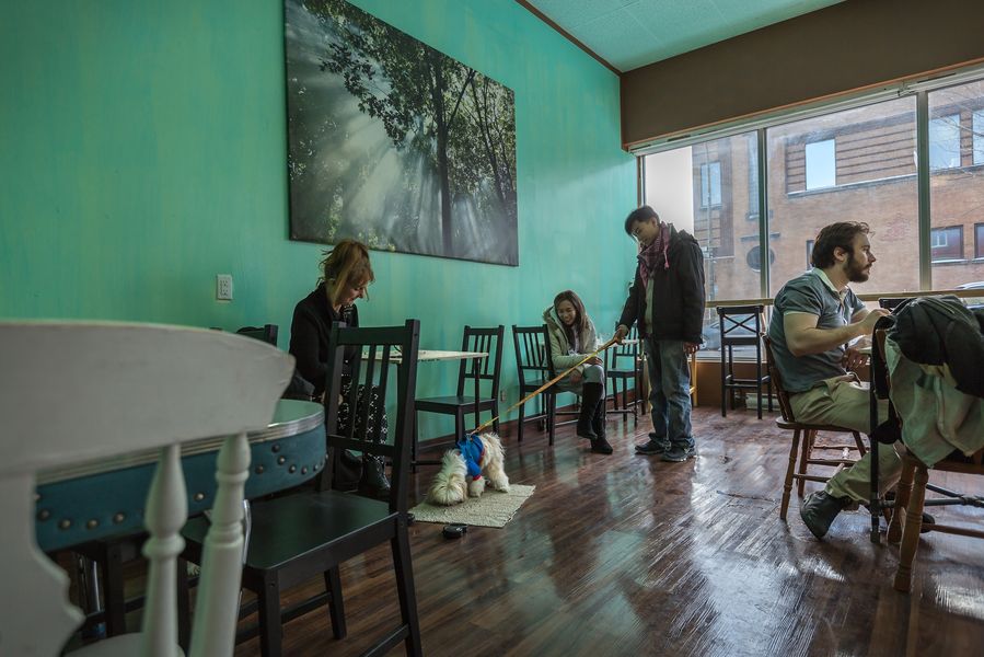 Doggy Café : cours de groupe - Obéissance de base