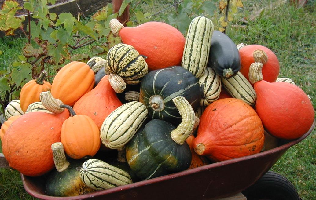 Espèces de courges
