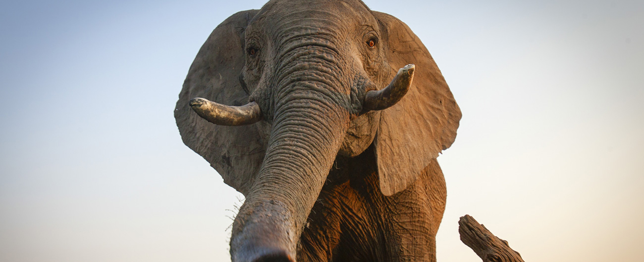 La nature sauvage de l'Afrique