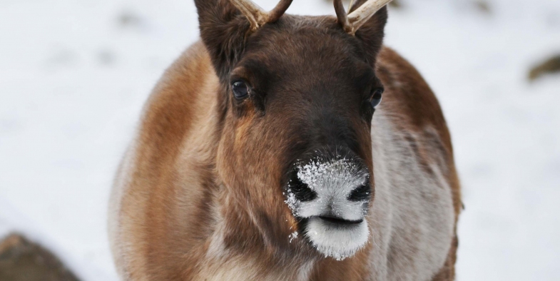 La magie des fêtes au Zoo Ecomuseum