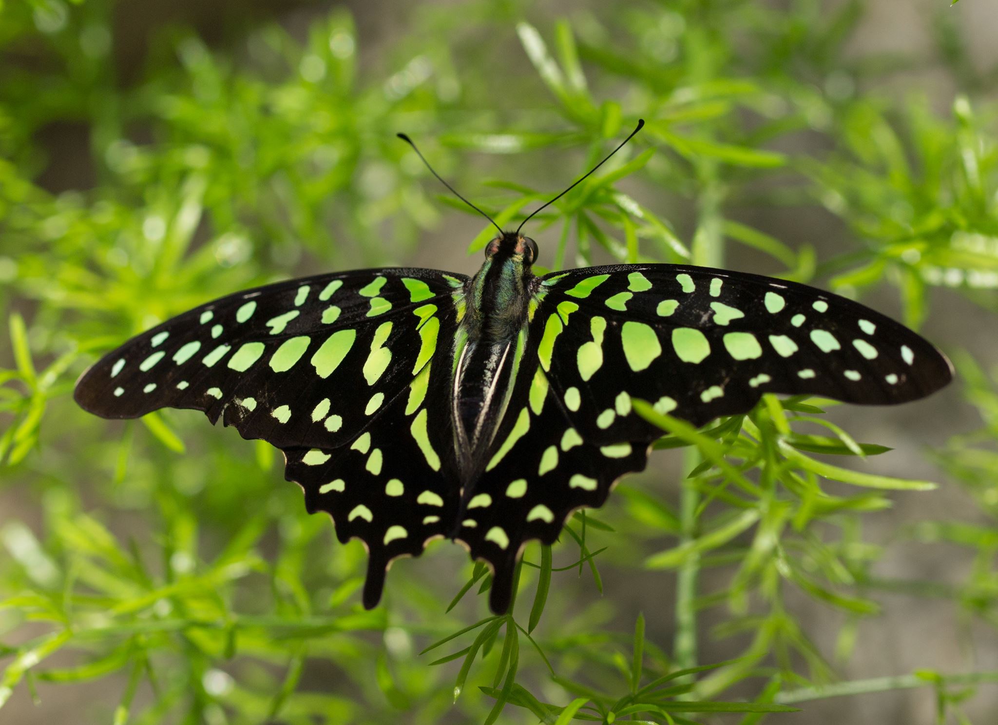 Papillons en liberté