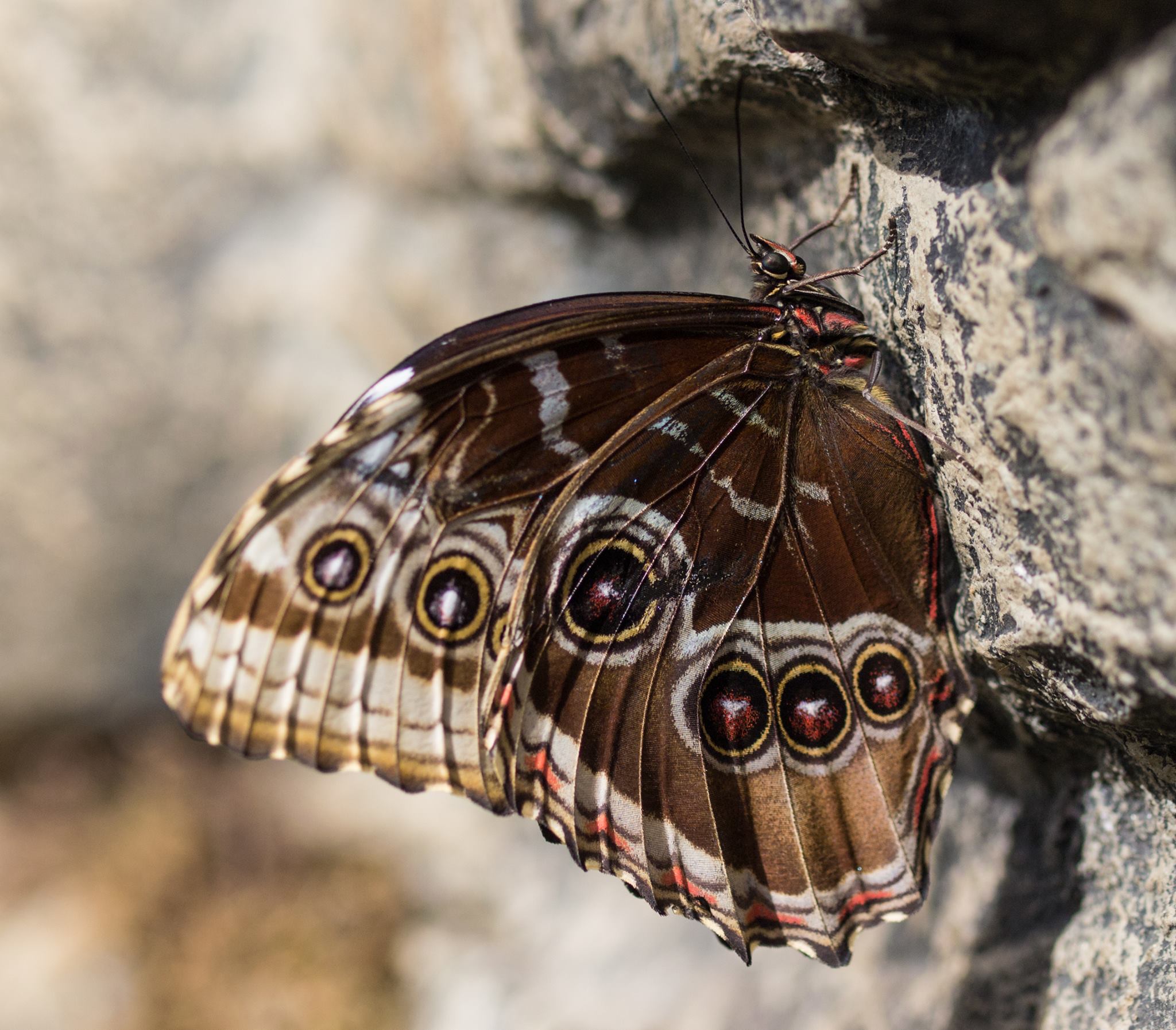Papillons en liberté