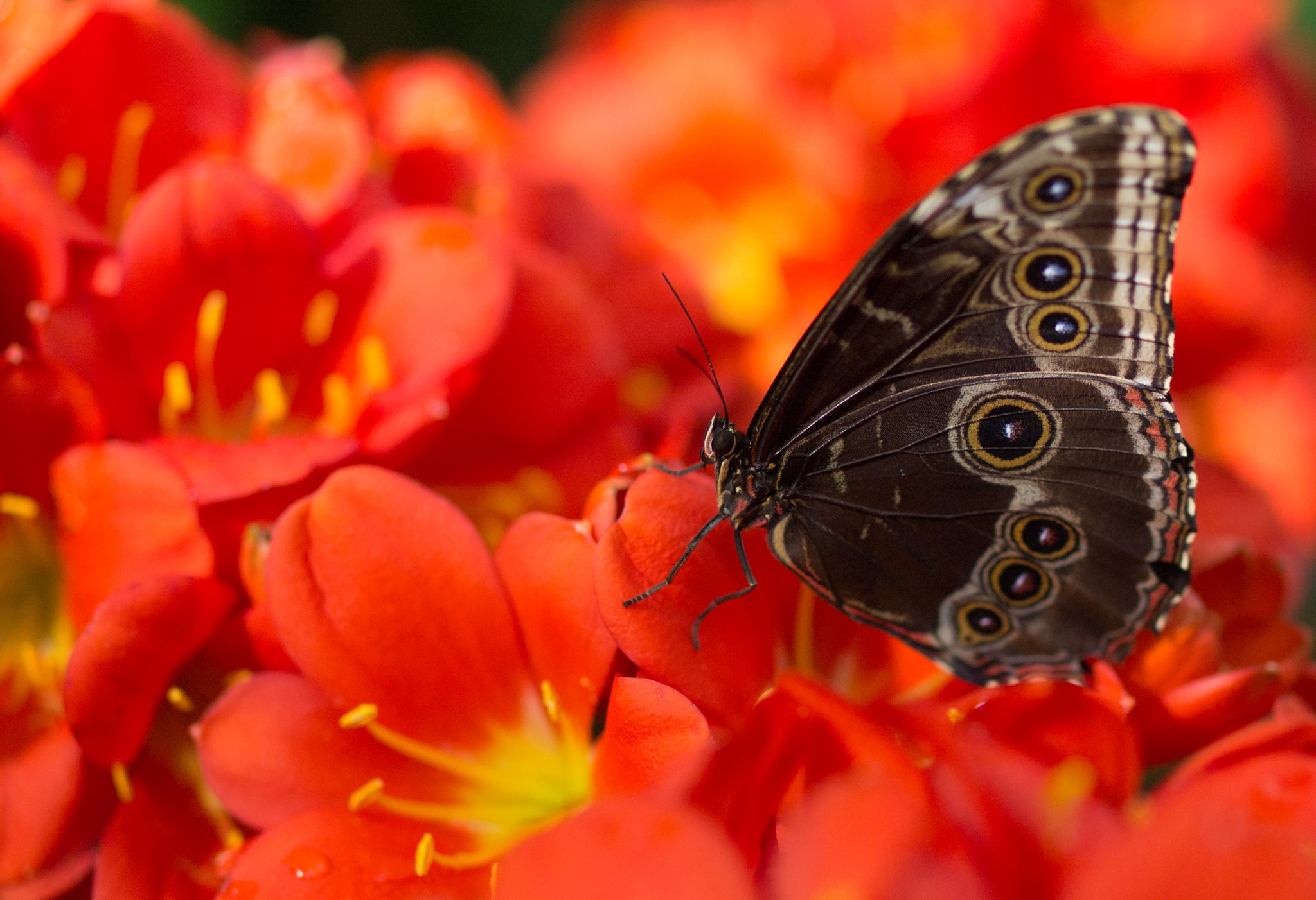 Papillons en liberté