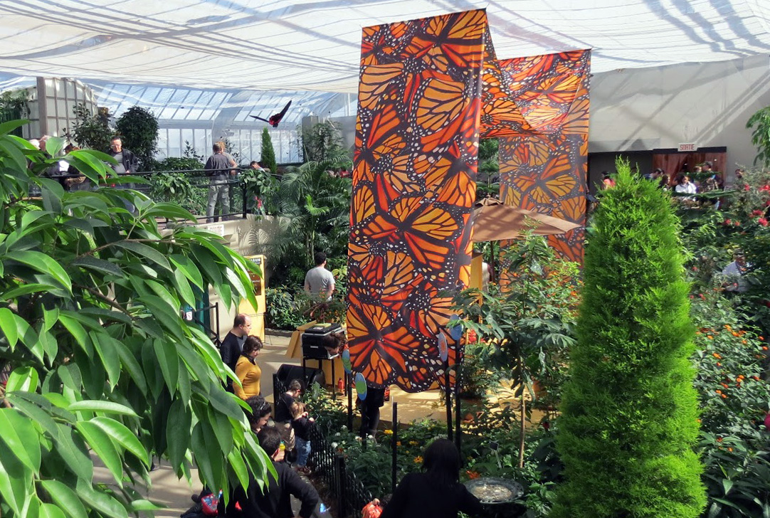 Papillons en liberté