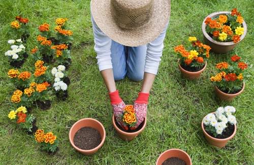 Distribution gratuite de fleurs de l’Arrondissement de Ville-Marie
