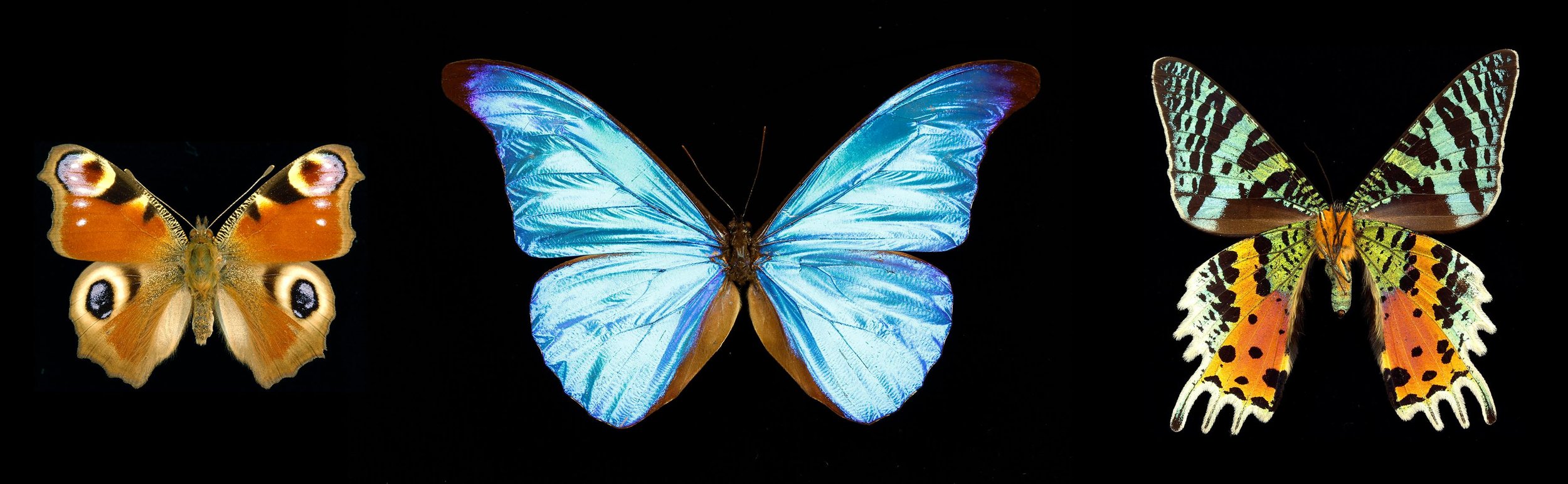 Salon des Insectes de Montréal