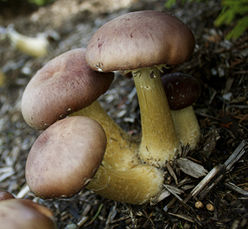 2e édition du Rendez-vous de la mycologie