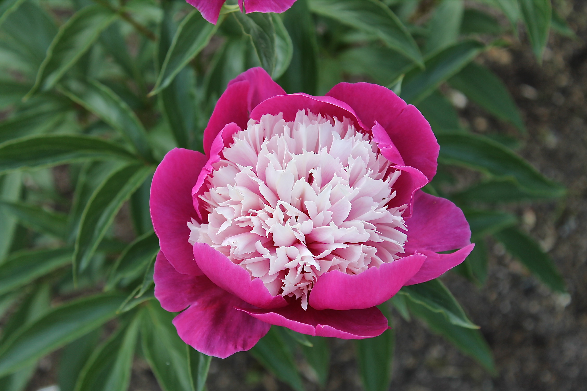 8e édition du Festival québécois de la pivoine