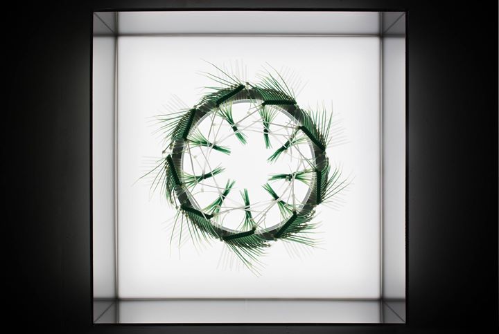 Aquatilium Specimen – Elisabeth Picard – Du 8 juillet au 4 septembre