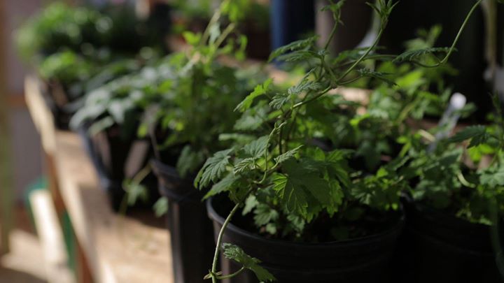 Atelier d'agriculture urbaine - La planification d'un potager