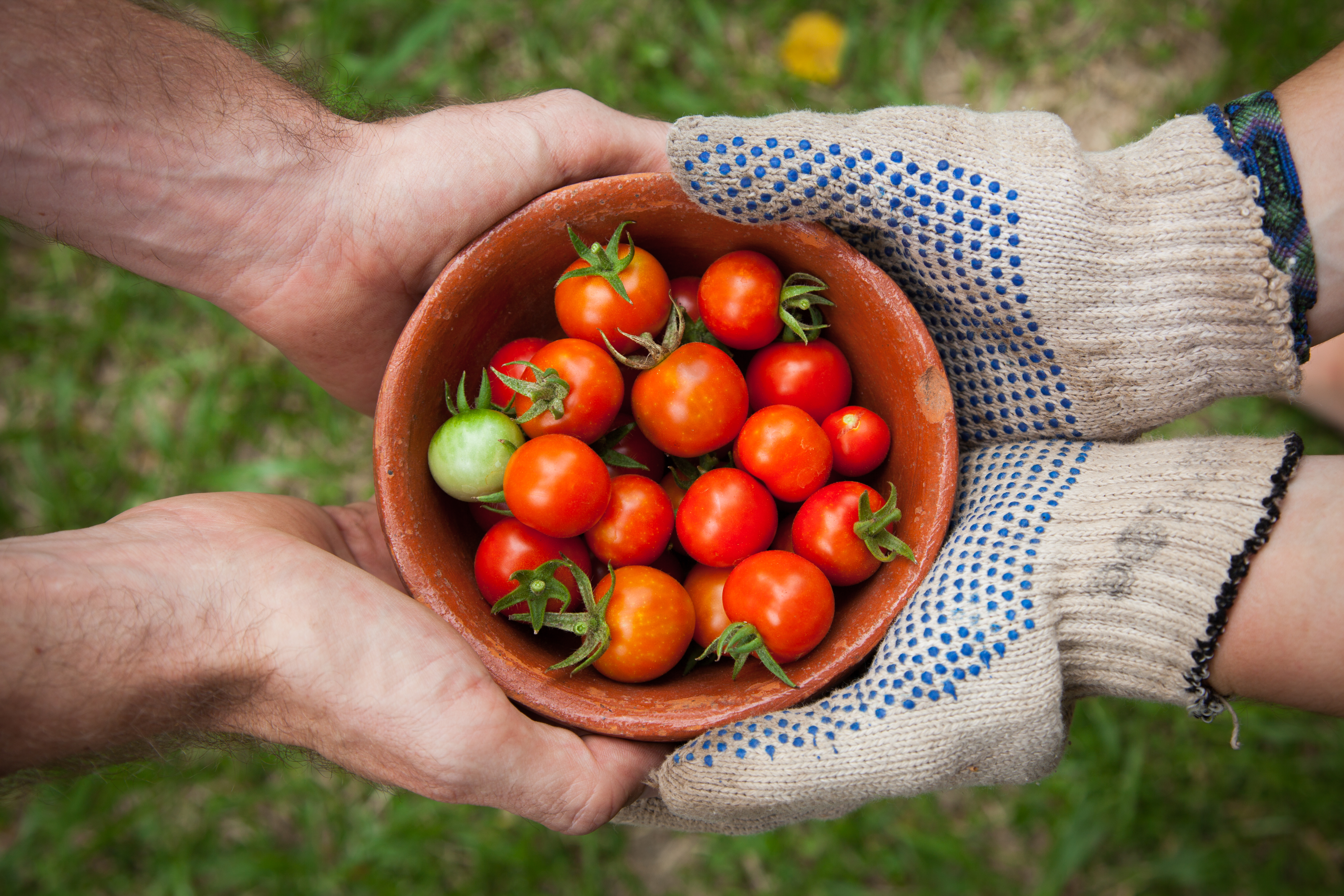 Atelier d'initiation à la culture des légumes saisonniers pour les enfants de 8-12 ans