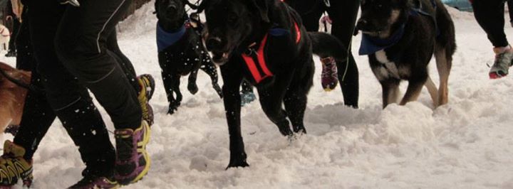 Atelier de canicross - Blainville