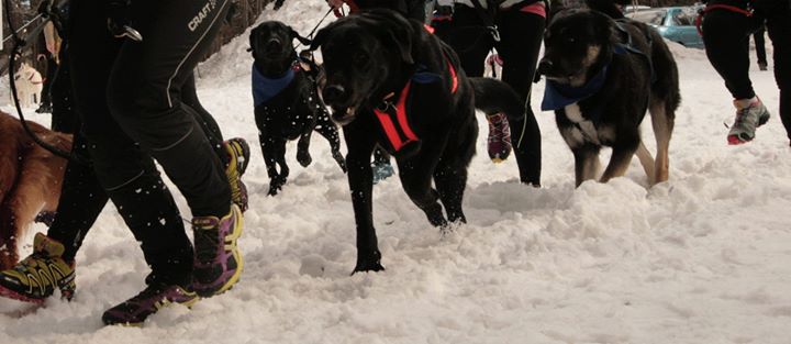 Atelier de canicross - Blainville