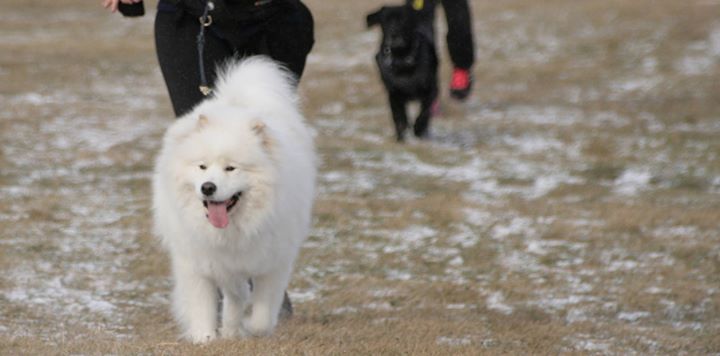 Atelier de canicross - Blainville