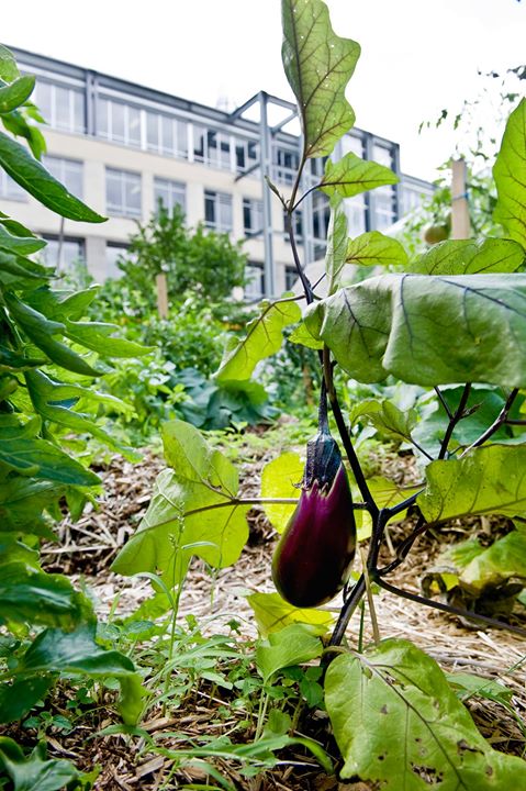 Atelier Pratique: Le Sol en Santé