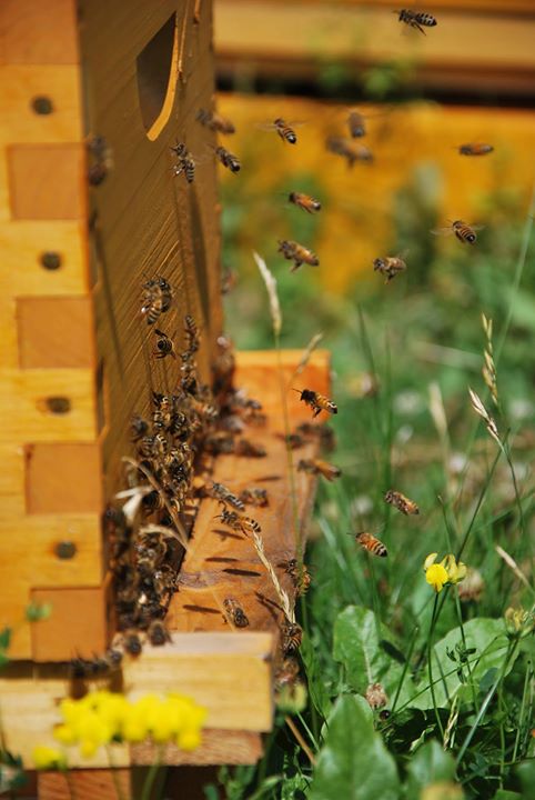 Atelier sur l'apiculture urbaine avec Miel Montréal