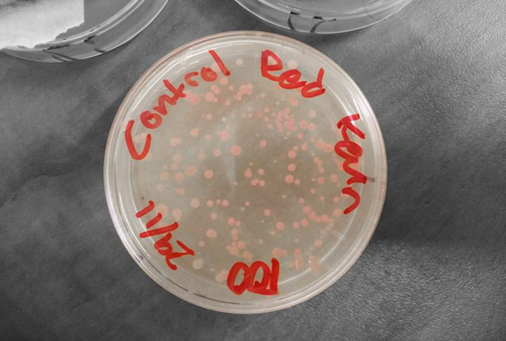 Atelier / Ton premier OGM!