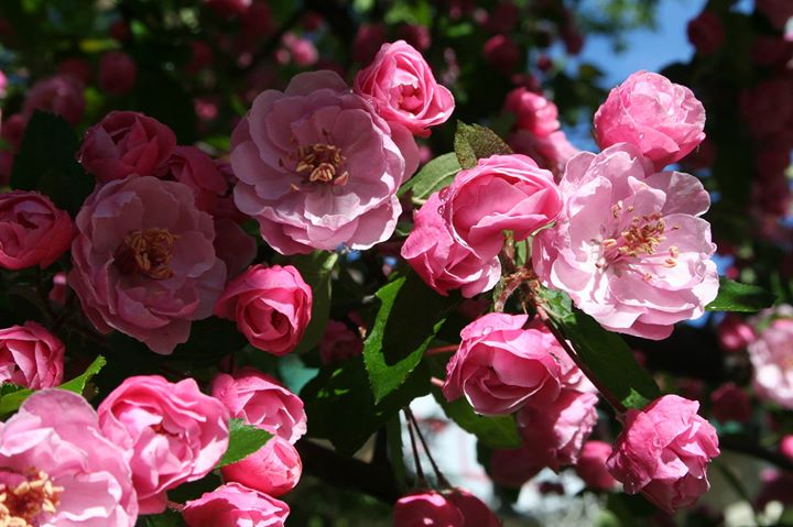 Au coeur de l'énergie du printemps