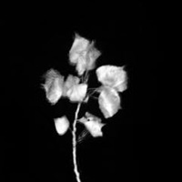 Bernhari - Francofolies | Scène Loto-Québec