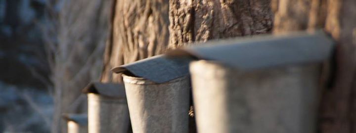 Cabane à sucre pour étudiantes et étudiants internationaux