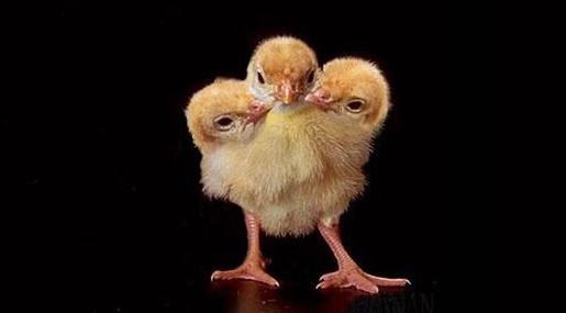 Carolyn Fe Acoustic Trio @The Atomic Rooster