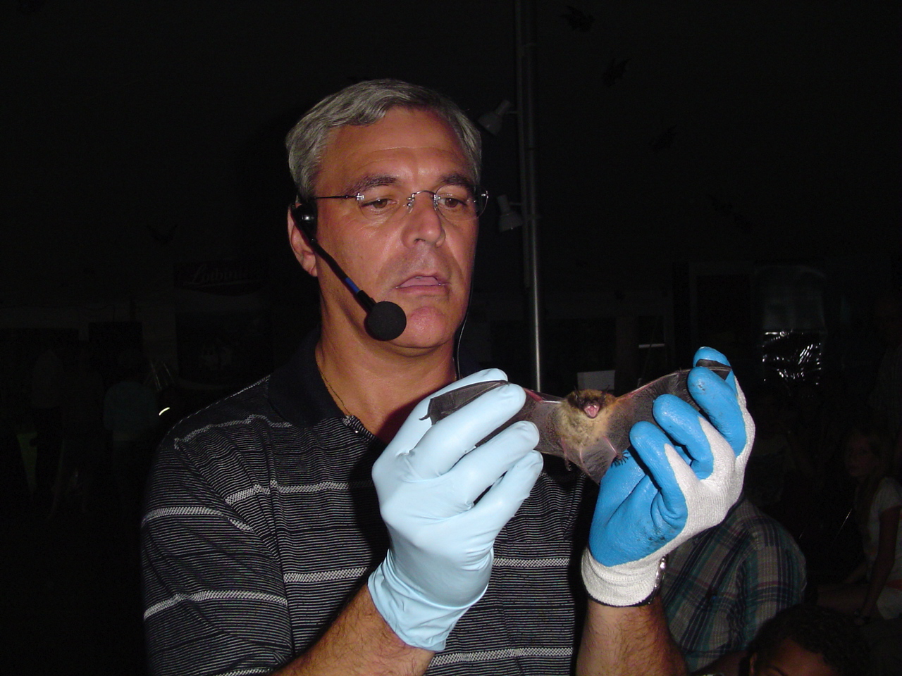 Chauves-souris en péril au Québec et au parc La Fontaine