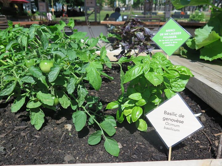 Conférence - Cultiver son balcon