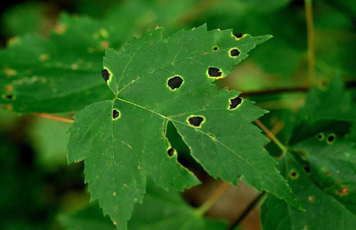 Conférence - Les maladies des arbres