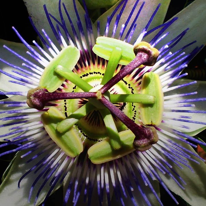 Cours gratuit de Yoga au Parc Baldwin