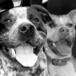 CPC Montréal : Ouvre ton coeur aux pitbulls