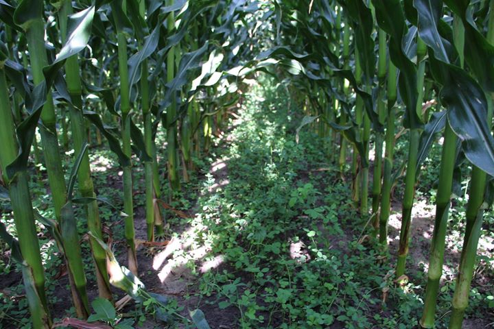 Culture intensive de maïs et de soya : pratiques gagnantes