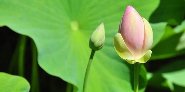 DER WEG DES WILLENS: Weiterbildung zum Practitioner in Logosynthese®