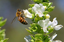 DEUX ATELIERS SUR L'EXTRACTION DU MIEL