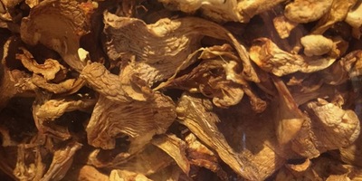 Eat with Cousin Girole, He's a Fungi!