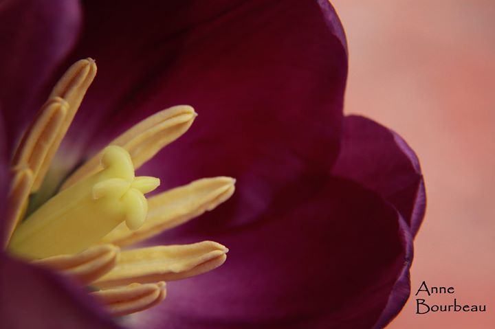 Escapade Photo Serre du Jardin Botanique