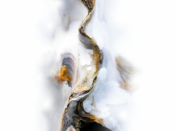 Est-ce que l'huître dort ? • Does the oyster sleep?