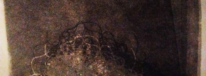 Everett Bird / / Boreal Sons / / The Day Dreamers