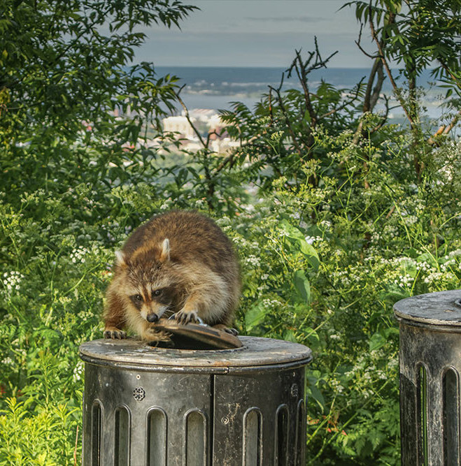 Exposition Faune urbaine, photographies de Denis Fournier