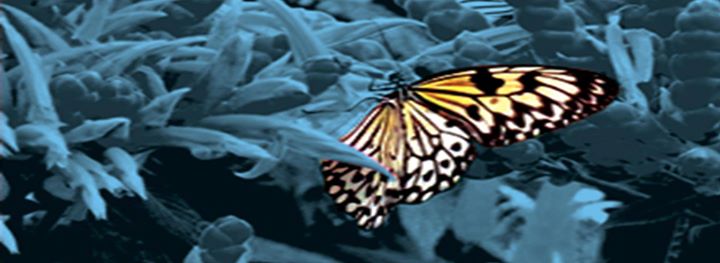 Ils ont rêvé. Ils ont agi !