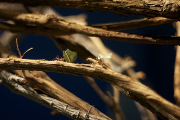 Insectarium de Montréal