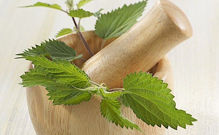 Introduction à la culture de plantes médicinales