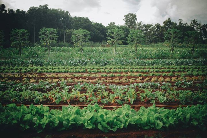 Island Earth—Hawaii (Film & Discussion)